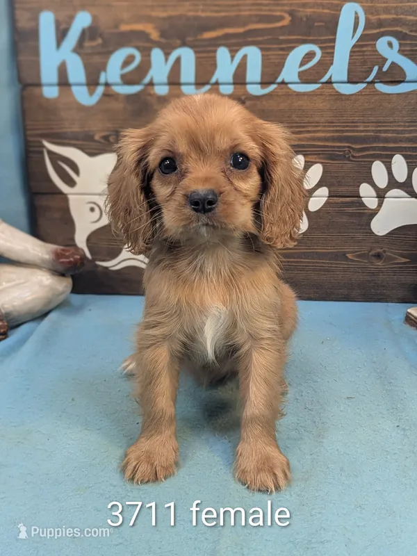 Queen Charles – Cavalier King Charles Spaniel puppy for sale in DeKalb, IL