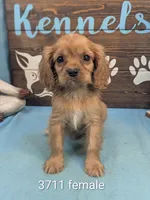 Queen Charles, a female Cavalier King Charles Spaniel for sale in DeKalb, IL – 1 of 1