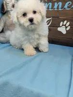Fluffy, a female Bichon Frise and Maltese for sale in DeKalb, IL – 2 of 3