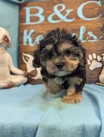 A DOLL ABLE, a female Bichon Frise and Yorkshire Terrier for sale in DeKalb, IL – 3 of 4