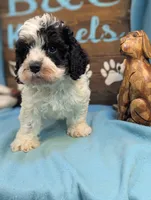 cava doodle, a male Cavapoo for sale in DeKalb, IL – 2 of 4
