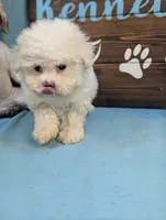 Fluffy, a female Bichon Frise and Maltese for sale in DeKalb, IL – 3 of 4