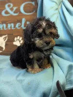 A DOLL ABLE, a female Bichon Frise and Yorkshire Terrier for sale in DeKalb, IL – 2 of 4