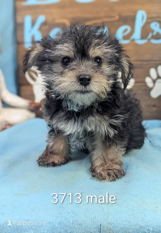 Mr Morkie – Morkie puppy for sale in DeKalb, IL