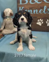 Queen Charles, a female Cavalier King Charles Spaniel for sale in DeKalb, IL – 1 of 1