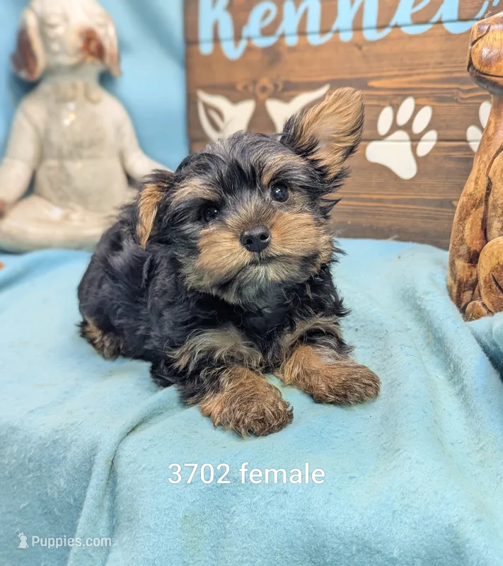 Yorkie – Yorkshire Terrier puppy for sale in DeKalb, IL