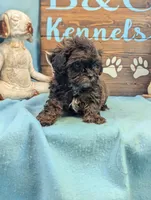 Tiny doo, a male Shih Tzu and Poodle - Toy  for sale in DeKalb, IL – 4 of 4