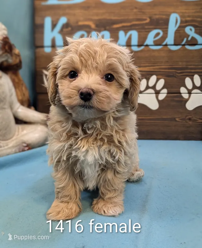 Apricot – Maltese, Poodle - Toy  puppy for sale in DeKalb, IL