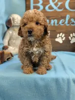 Gold baby, a male Miniature Goldendoodle for sale in DeKalb, IL – 1 of 3
