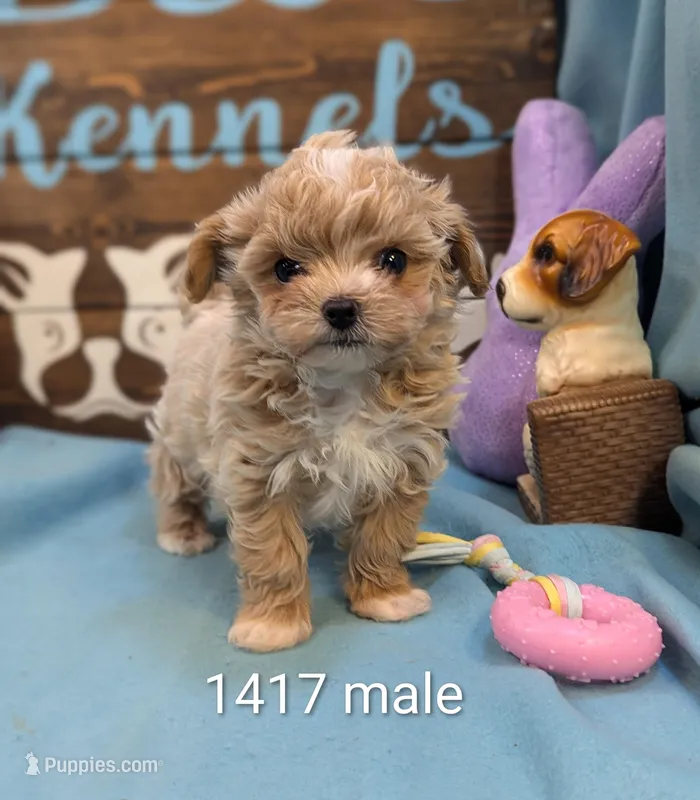 Apricot – Maltese, Poodle - Toy  puppy for sale in DeKalb, IL