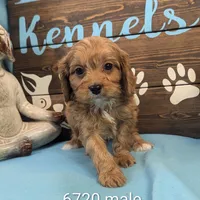 Cavadoo Cutie, a male Cavapoo for sale in DeKalb, IL – Photo 1 of 4