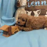 Cavadoo Cutie, a male Cavapoo for sale in DeKalb, IL – Photo 2 of 4