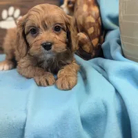 Cavadoo Cutie, a male Cavapoo for sale in DeKalb, IL – Photo 3 of 4