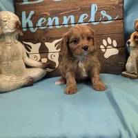 Cavadoo Cutie, a male Cavapoo for sale in DeKalb, IL – Photo 4 of 4