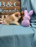 Yorkidoodle, a male Yorkshire Terrier and Poodle - Toy  for sale in DeKalb, IL – Photo 3 of 3