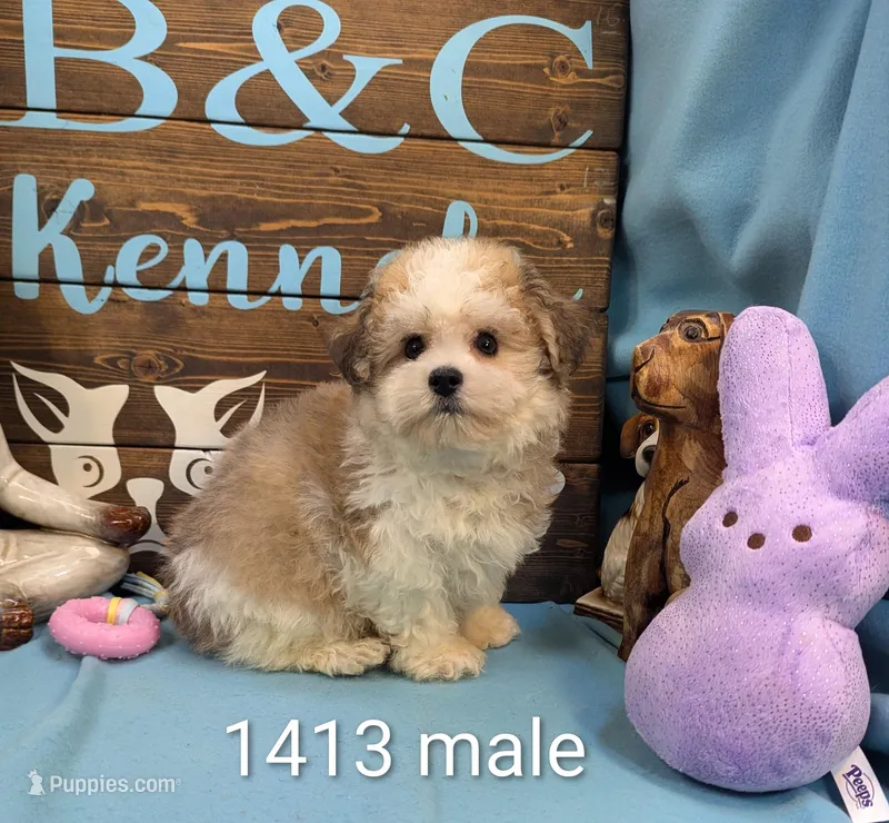 Yorkidoodle – Yorkshire Terrier, Poodle - Toy  puppy for sale in DeKalb, IL