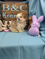 Yorkidoodle, a male Yorkshire Terrier and Poodle - Toy  for sale in DeKalb, IL – Photo 2 of 3