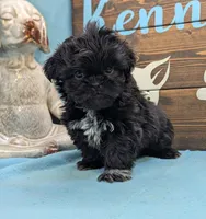 Prince Shih Tzu , a male Shih Tzu for sale in DeKalb, IL – 3 of 5