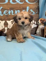 A DOLL ABLE, a male Bichon Frise and Yorkshire Terrier for sale in DeKalb, IL – 3 of 4