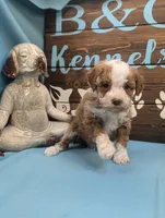 Handsome, a male Poodle - Toy  for sale in DeKalb, IL – Photo 3 of 3