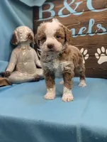 Handsome, a male Poodle - Toy  for sale in DeKalb, IL – Photo 2 of 3