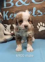 Handsome, a male Poodle - Toy  for sale in DeKalb, IL – Photo 1 of 3