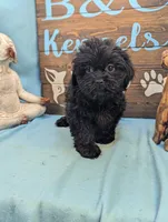 Teddybear, a female Shichon for sale in DeKalb, IL – 2 of 4