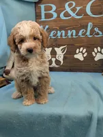 Mini Poodle, a male Poodle - Miniature  for sale in DeKalb, IL – 4 of 4