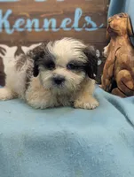 Teddybear, a male Shichon for sale in DeKalb, IL – 3 of 3