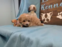prince Mlatipoo, a male Maltipoo for sale in DeKalb, IL – 3 of 4
