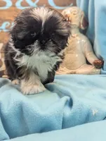 Imperial doll, a female Shih Tzu for sale in DeKalb, IL – Photo 4 of 4