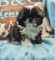 Imperial doll, a female Shih Tzu for sale in DeKalb, IL – Photo 1 of 4