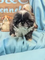 Imperial doll, a female Shih Tzu for sale in DeKalb, IL – Photo 2 of 4