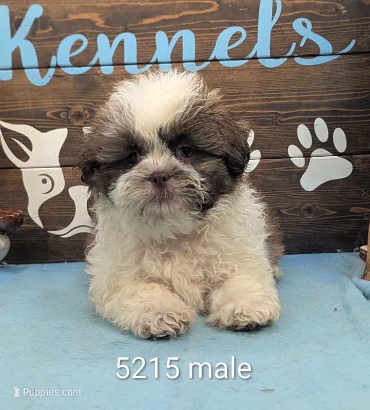 Teddybear – Bichon Frise, Shih Tzu puppy for sale in DeKalb, IL