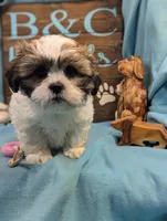 Love Bear, a male Bichon Frise and Shih Tzu for sale in DeKalb, IL – Photo 4 of 5