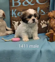 Love Bear, a male Bichon Frise and Shih Tzu for sale in DeKalb, IL – Photo 1 of 5