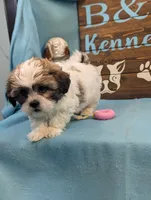 Love Bear, a male Bichon Frise and Shih Tzu for sale in DeKalb, IL – Photo 5 of 5