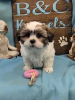 Love Bear, a male Bichon Frise and Shih Tzu for sale in DeKalb, IL – Photo 2 of 5