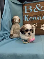 Love Bear, a male Bichon Frise and Shih Tzu for sale in DeKalb, IL – Photo 3 of 5