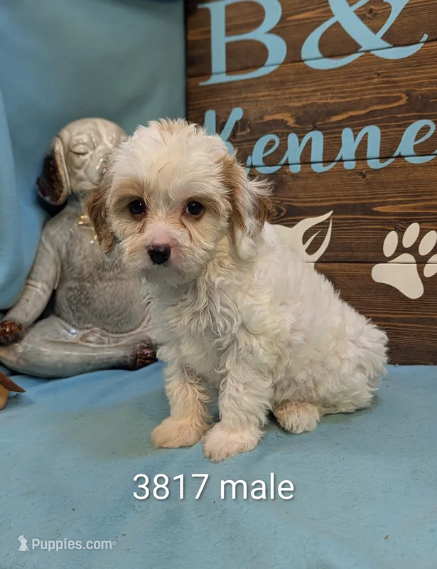 Cavadoo Cutie – Cavapoo puppy for sale in DeKalb, IL