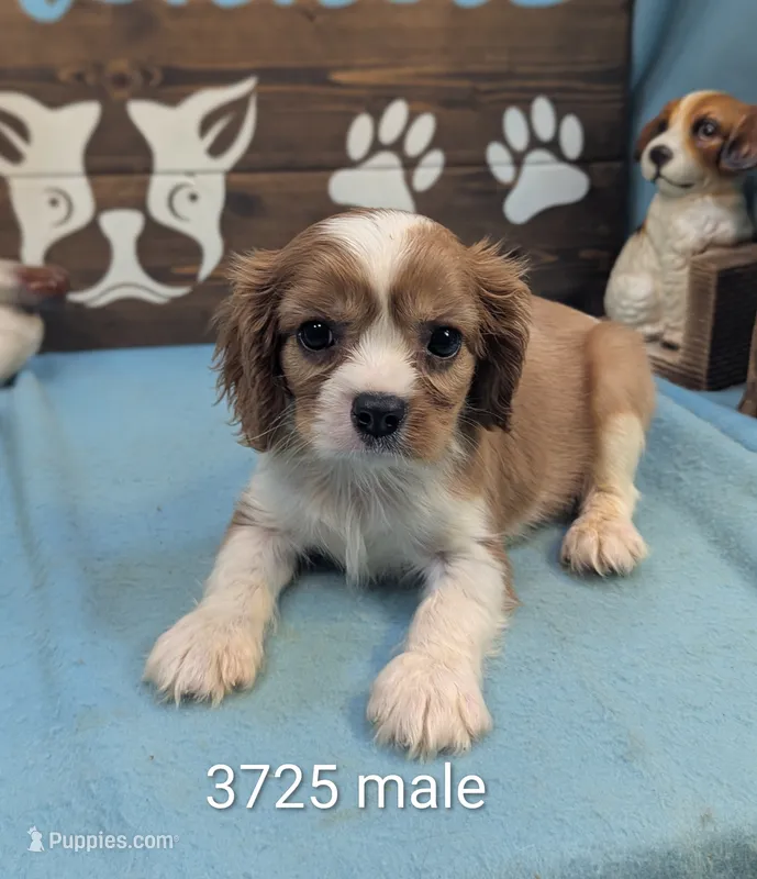 King Charles  – Cavalier King Charles Spaniel puppy for sale in DeKalb, IL
