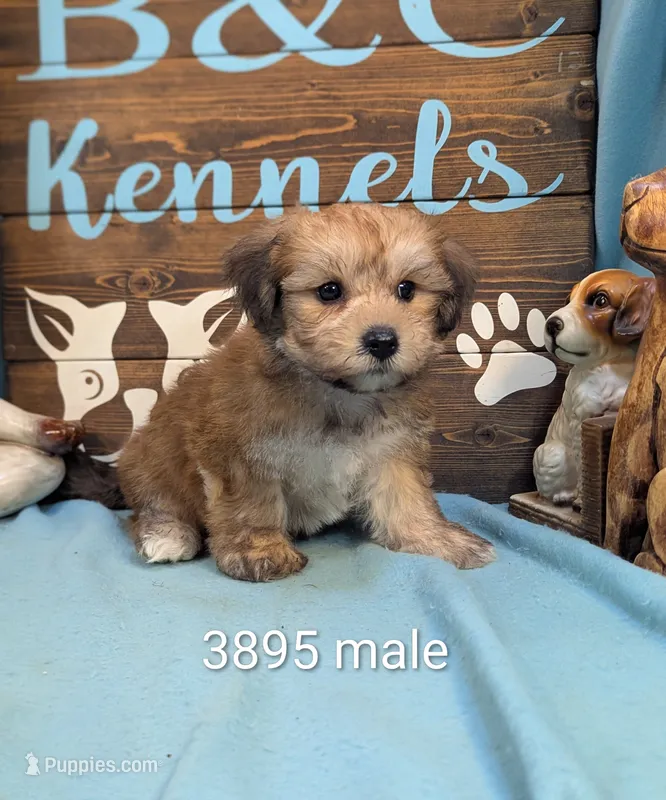 A DOLL ABLE – Bichon Frise, Yorkshire Terrier puppy for sale in DeKalb, IL