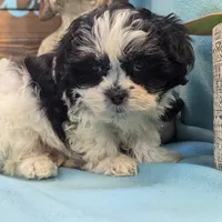 Teddybear, a male Shichon for sale in DeKalb, IL – Photo 2 of 4