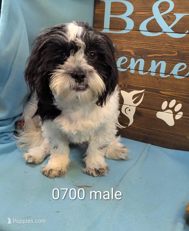 Teddybear – Shichon puppy for sale in DeKalb, IL