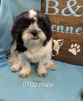 Teddybear, a male Shichon for sale in DeKalb, IL – 1 of 5