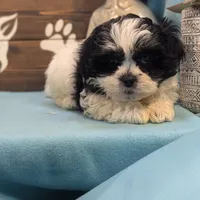 Teddybear, a male Shichon for sale in DeKalb, IL – Photo 4 of 4