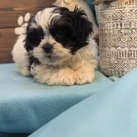 Teddybear, a male Shichon for sale in DeKalb, IL – Photo 3 of 4