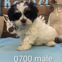 Teddybear, a male Shichon for sale in DeKalb, IL – Photo 1 of 4