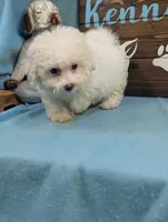 Fluffy, a female Bichon Frise and Maltese for sale in DeKalb, IL – 2 of 3