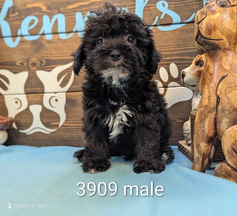 Yorkidoodle – Yorkipoo puppy for sale in DeKalb, IL